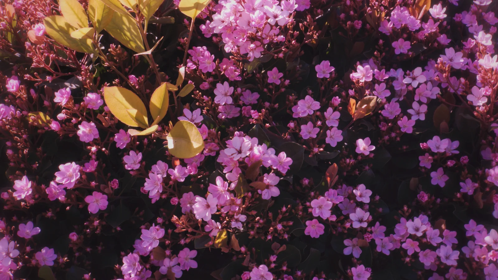 San Diego azalea blooms