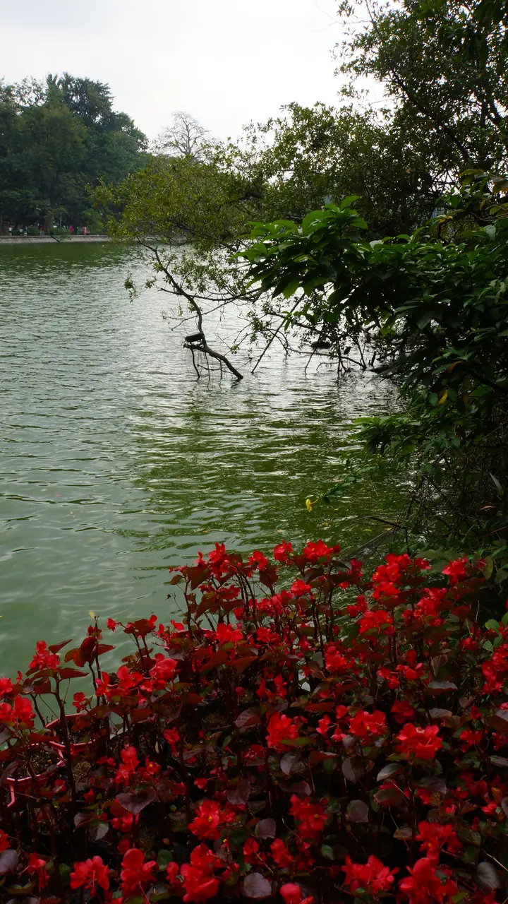 Hanoi Hoan Kiem Lake flowers